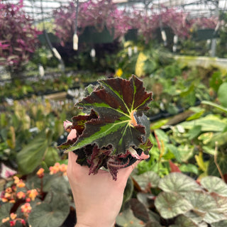 Begonia 'Texas Red Star'