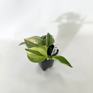Z-4853 - Scindapsus pictus 'Rubicon'
