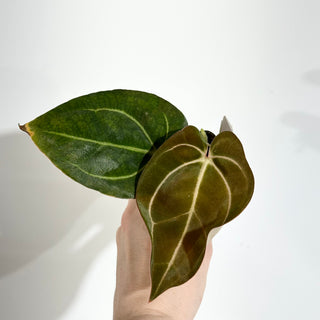 Anthurium carlablackiae x 'Arnold Schwarzenegger' - Seedling [#1990]