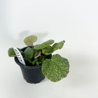 Begonia 'Steve's Leaves Dewfrost' [#2127]