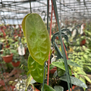 Hoya piestolepis