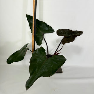 Philodendron 'Dark Lord' (Non-TC) [#1157]