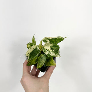 Z-5194 - Scindapsus pictus ‘Mangurai’ variegated