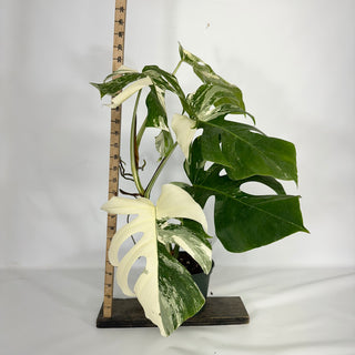 Monstera deliciosa var. borsigiana albo-variegata [#1522]
