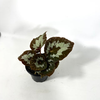 Begonia rex (putzey) [#2171]