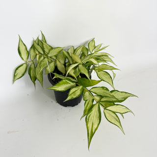 Hoya polyneura (inner variegated) [#2125]