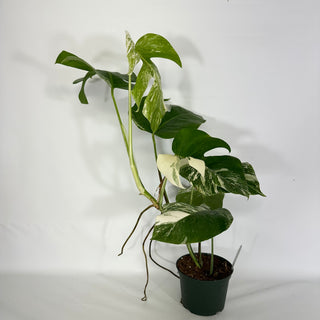 Monstera deliciosa var. borsigiana albo-variegata [#1631]