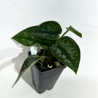 Scindapsus pictus 'Black Mamba' [#1933]