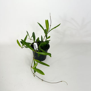 Hoya loherii [#2373]