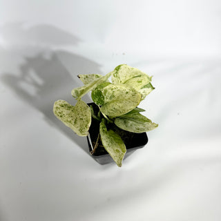 Z-4934 - Scindapsus pictus ‘Mangurai’ variegated