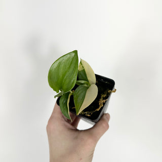 Z-5312 - Scindapsus pictus 'Rubicon'