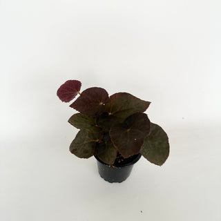 Begonia 'Steve's Leaves Bloodmoon'