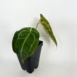 Anthurium 'Arnold Schwarzenegger' x self [#2087]