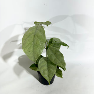 Hoya coriacea (silver) [#1913]