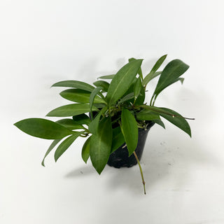 Hoya cv. RHM 030-11 (lucardenasiana x sp. Pola) [#1979]
