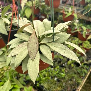 Hoya nicholsoniae 'New Guinea Ghost'