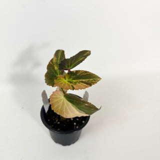 Begonia ‘Withlacoochee’ (Variegated) [#2119]