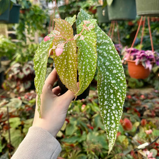 Begonia 'Gazebo'