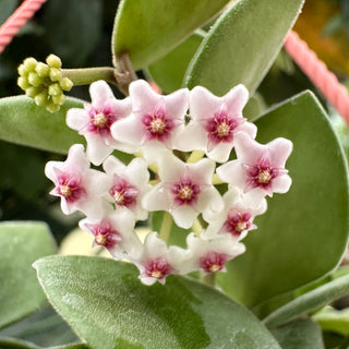 Hoya nummularioides