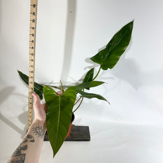 Philodendron bernardopazii (Non-TC) [#1924]