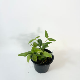 Hoya aeschynanthoides [#2423]