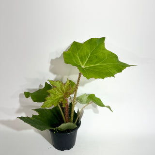 Begonia 'Ricinifolia' [#2019]