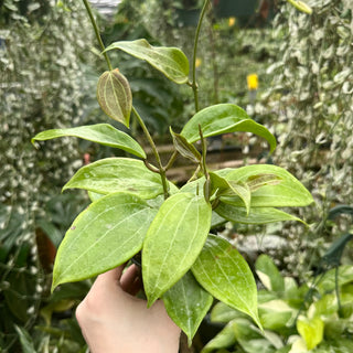 Hoya merrillii