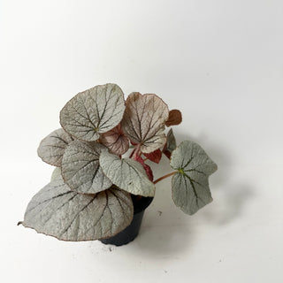 Begonia 'Rice Paper' [#2013]