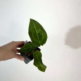 Z-5280 - Anthurium 'Big Bertha' x 'Arnold Schwarzenegger'