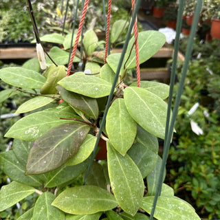 Hoya mindorensis (Purple Flower)