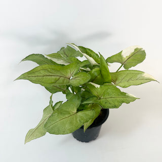 Syngonium 'White Princess' [#2420]