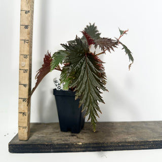 Begonia serratipetala 'Miri' [#2059]