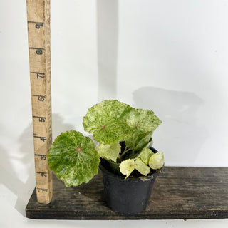 Begonia conchifolia var. rubrimacula variegata [#1942]
