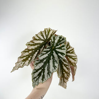 Begonia 'Silver Beauty' [#1943]