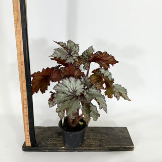 Begonia '50 Shades of Gray' [#1148]