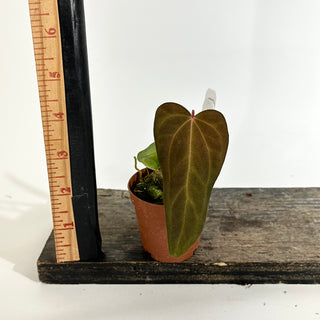 Anthurium 'Amelia's Delight' x 'Arnold Schwarzenegger' - Seedling [#1983]