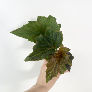 Begonia leathermaniae [#2125]