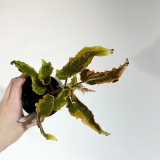 Z-4901 - Begonia 'Dainty Spray' (Sport)