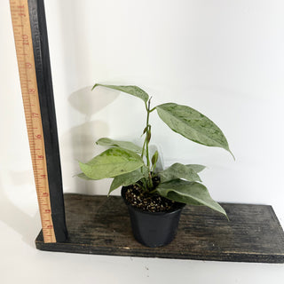Hoya coriacea (silver) [#2021]
