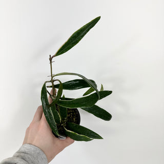 Hoya sulawesiana albo marginata [#2163]