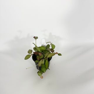 Z-4543 - Hoya burtoniae variegata