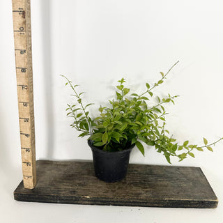 Hoya microdwarf (NS 12-323) [#2368]