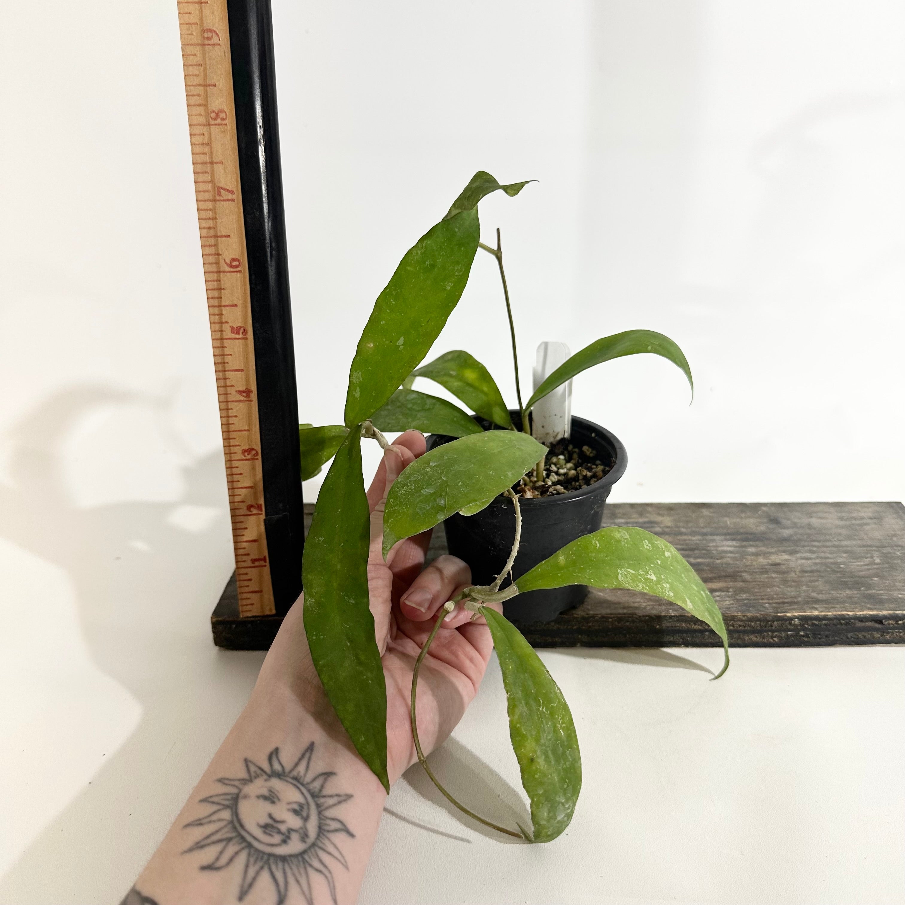 Hoya occulata Mamasa, 大株 Hoya Sp Mamasa - Aroid Nursery