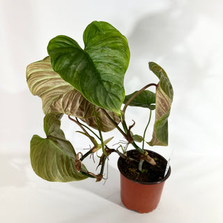 Philodendron 'Majestic' (Non-TC) [#1963]