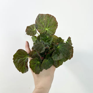 Begonia U538 [#2085]