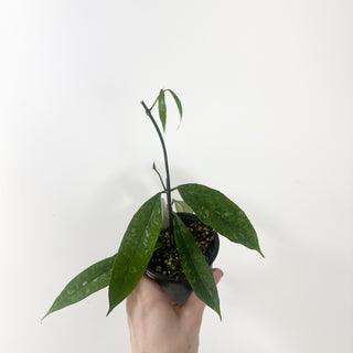 Hoya mappigera Borneo [#1608]