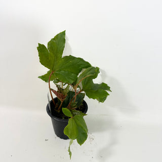 Begonia 'Carol Mac' [#2084]