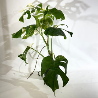 Monstera deliciosa var. borsigiana albo-variegata [#1966]