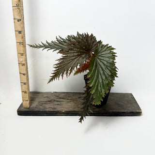 Begonia sp. 'Miri' [#1851]