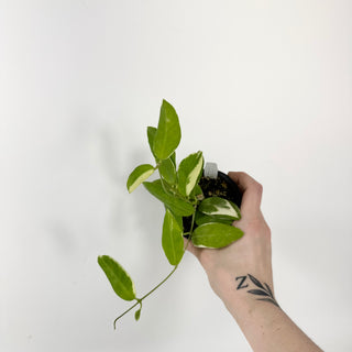 Hoya pimenteliana (outer variegated)